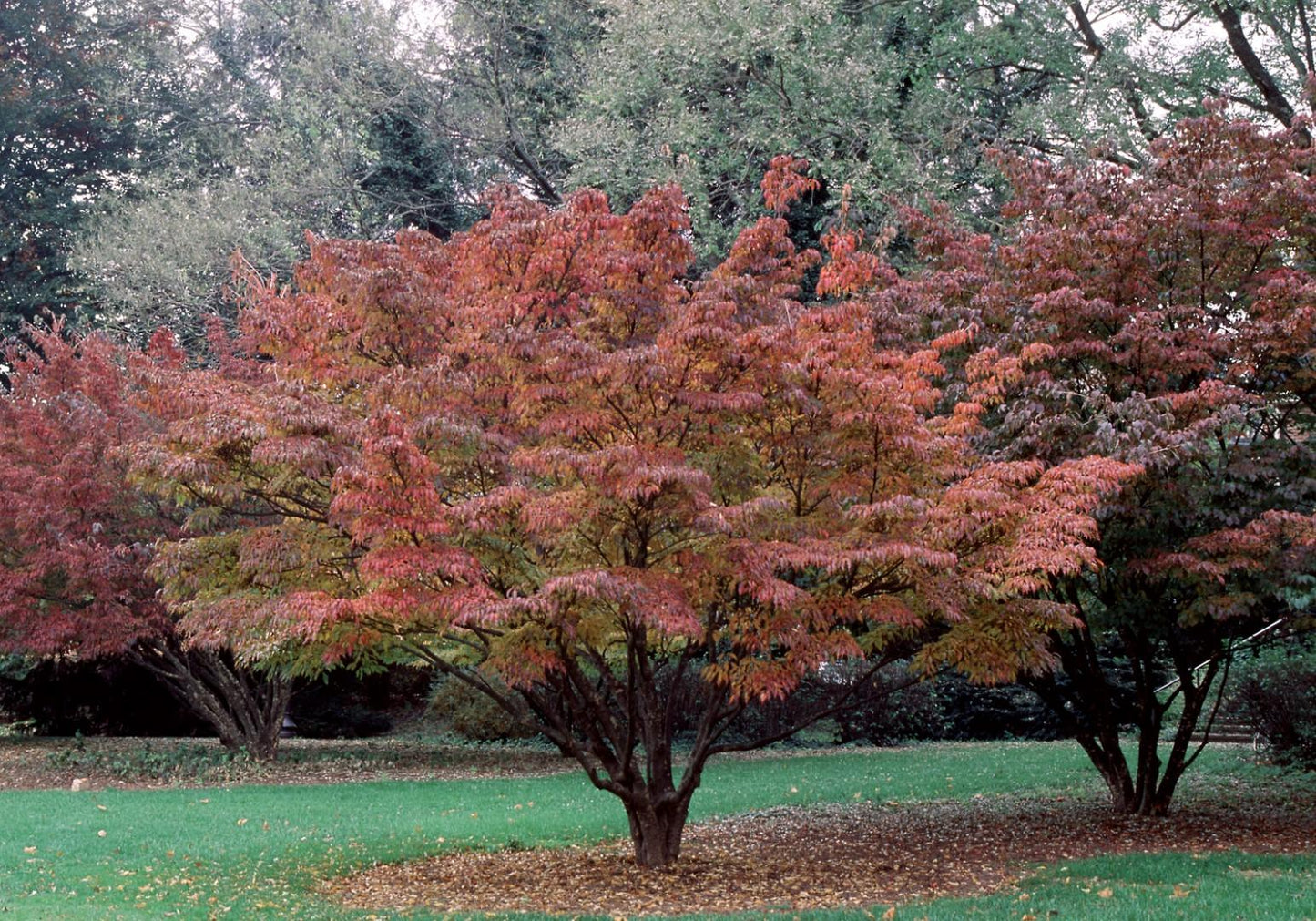 Cornus Kousa Multi Stem - View 22 from www redcrocus com