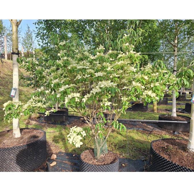Cornus Kousa Multi Stem - View 23 from www redcrocus com