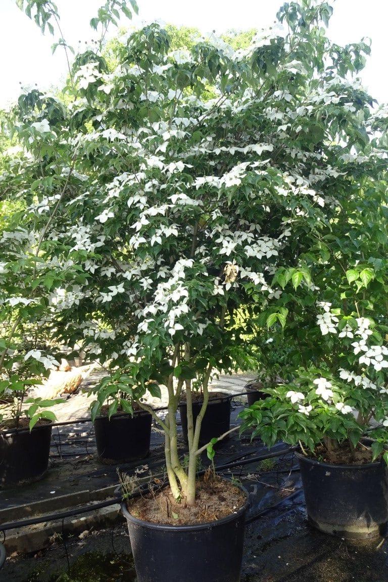 Cornus Kousa Multi Stem - View 24 from www redcrocus com