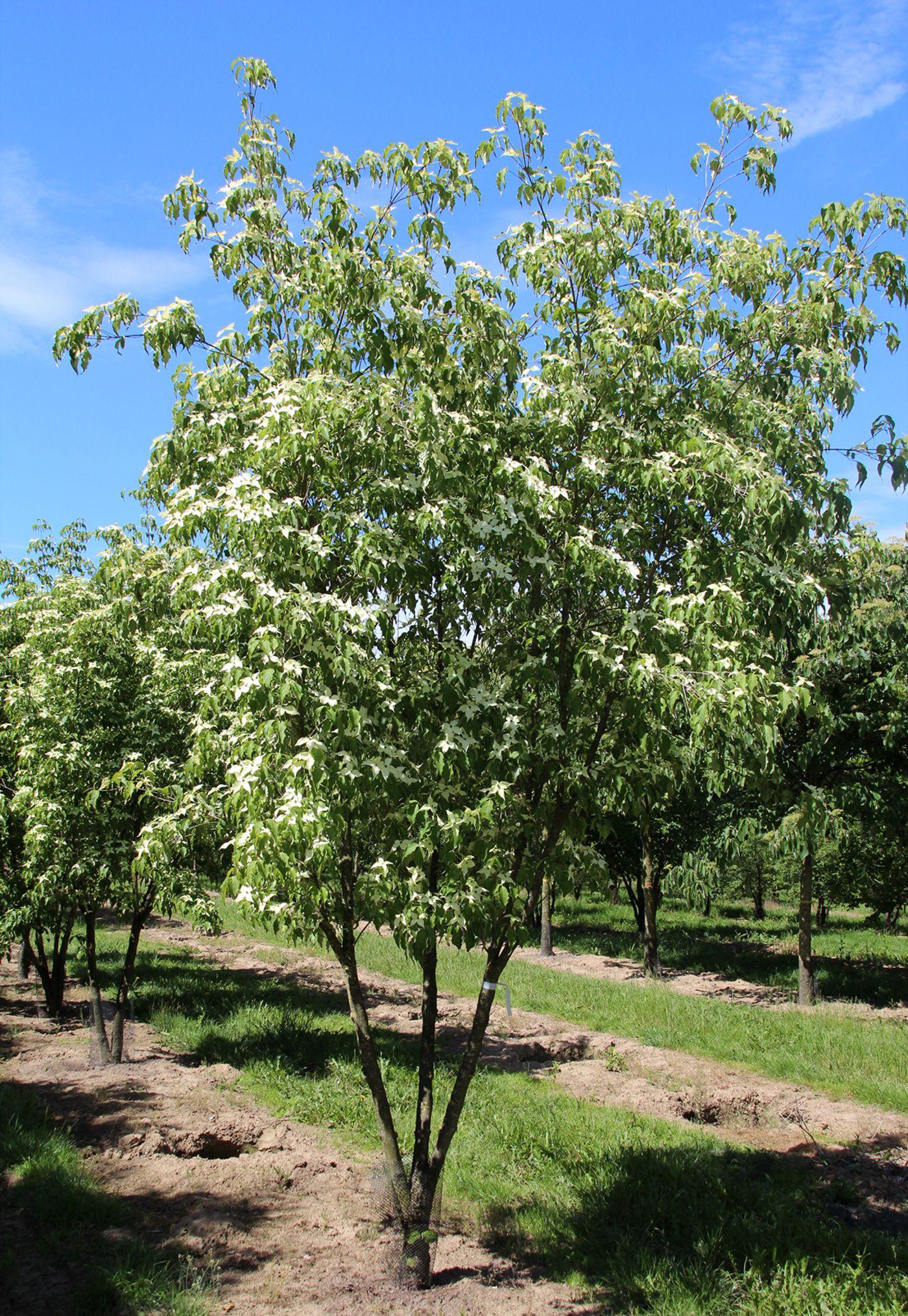 Cornus Kousa Multi Stem - View 25 from www redcrocus com
