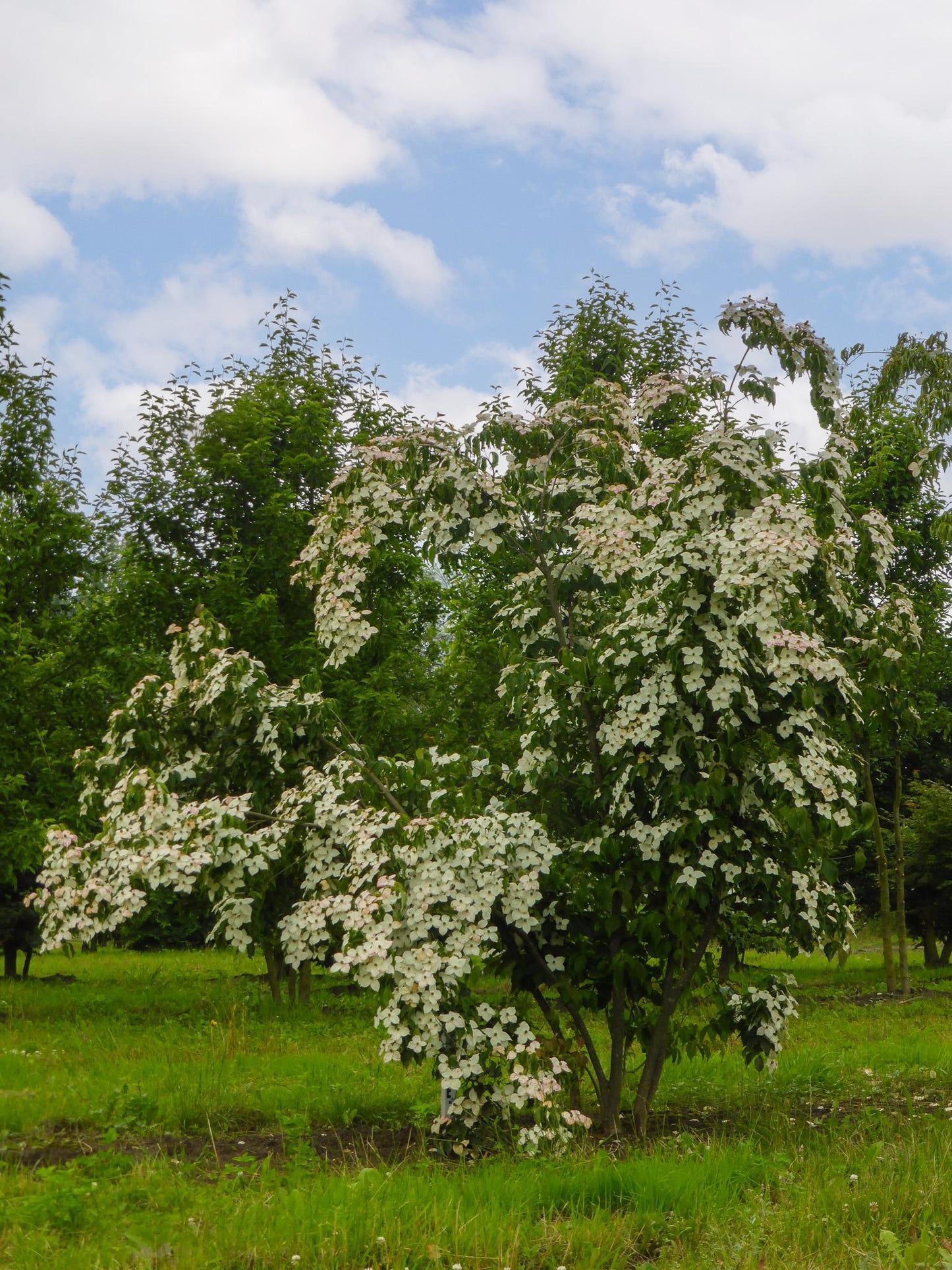 Cornus Kousa Multi Stem - View 26 from www redcrocus com