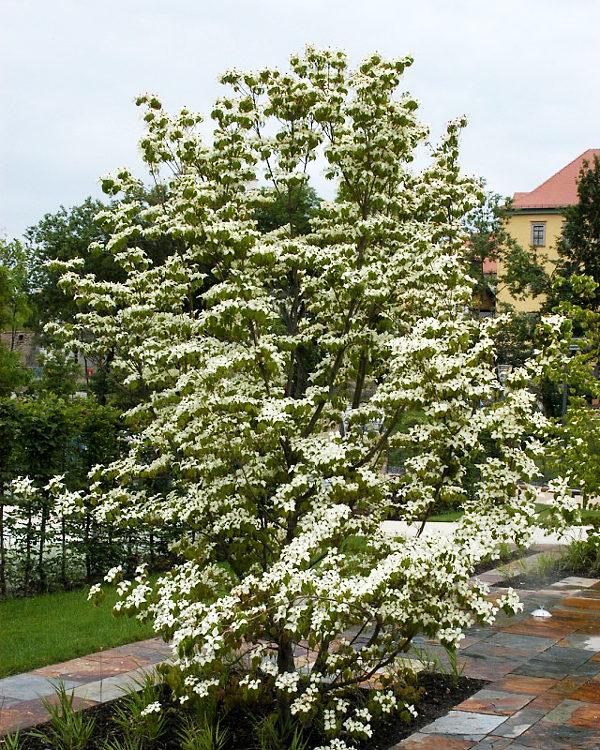 Cornus Kousa Multi Stem - View 28 from www redcrocus com