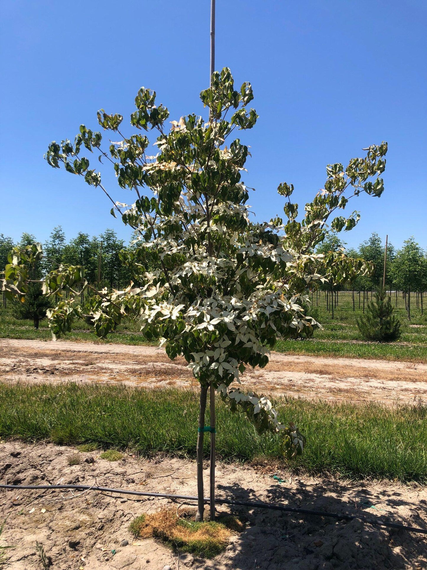 Cornus Kousa Multi Stem - View 29 from www redcrocus com