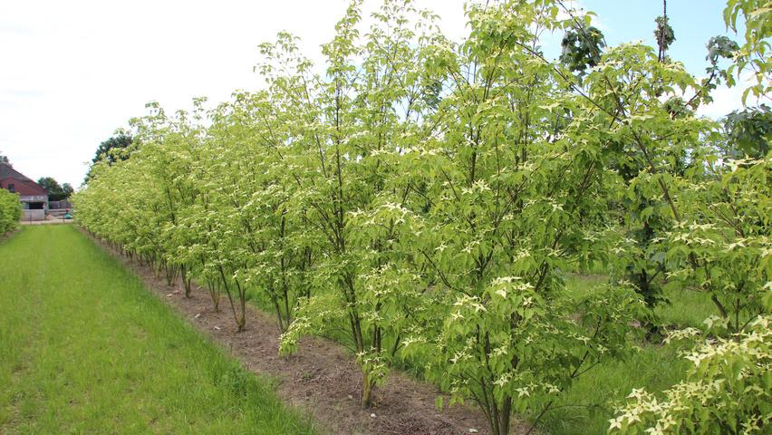 Cornus Kousa Multi Stem - View 30 from www redcrocus com