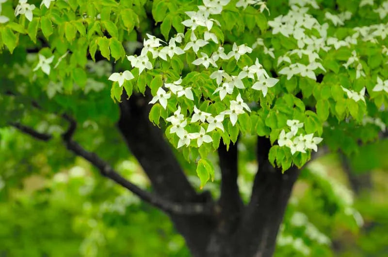Cornus Kousa Multi Stem - View 31 from www redcrocus com