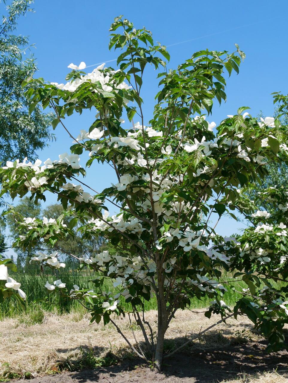 Cornus Kousa Multi Stem - View 32 from www redcrocus com