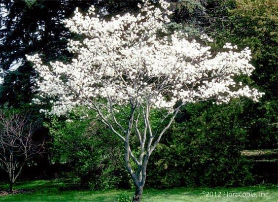 Cornus Kousa Multi Stem - View 33 from www redcrocus com