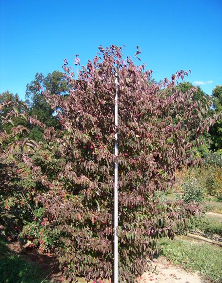 Cornus Kousa Multi Stem - View 34 from www redcrocus com
