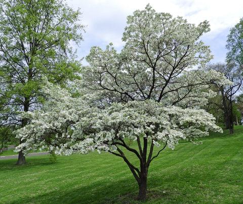 Cornus Kousa Multi Stem - View 35 from www redcrocus com