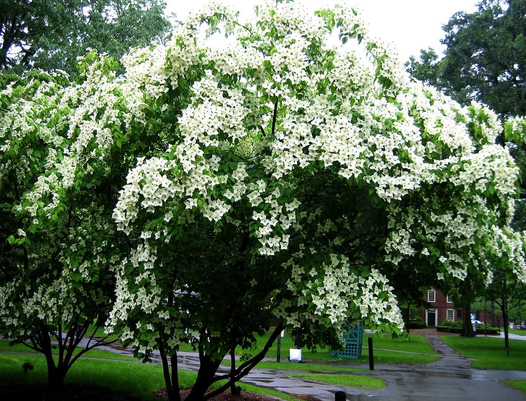 Cornus Kousa Multi Stem - View 36 from www redcrocus com
