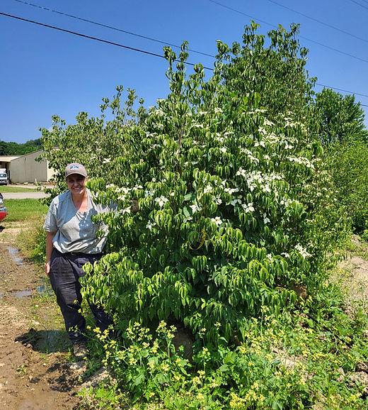 Cornus Kousa Multi Stem - View 37 from www redcrocus com