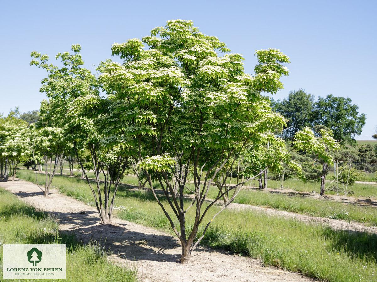Cornus Kousa Multi Stem - View 3 from www redcrocus com