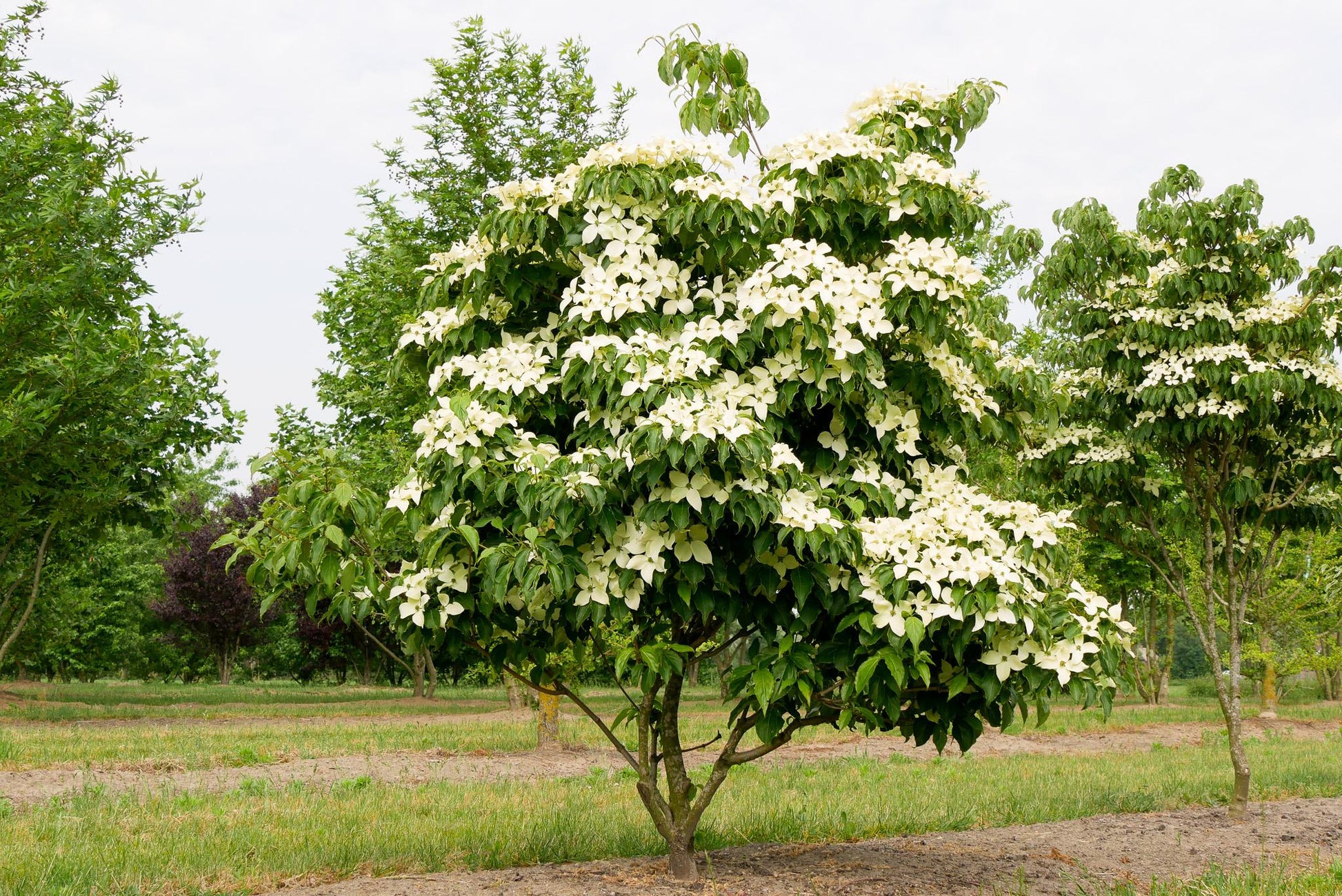 Cornus Kousa Multi Stem - View 4 from www redcrocus com