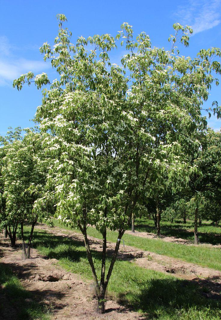 Cornus Kousa Multi Stem - View 5 from www redcrocus com