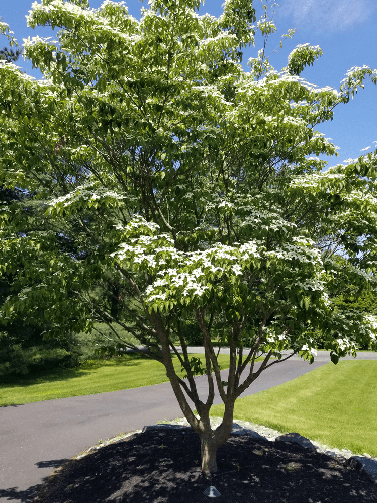Cornus Kousa Multi Stem - View 8 from www redcrocus com