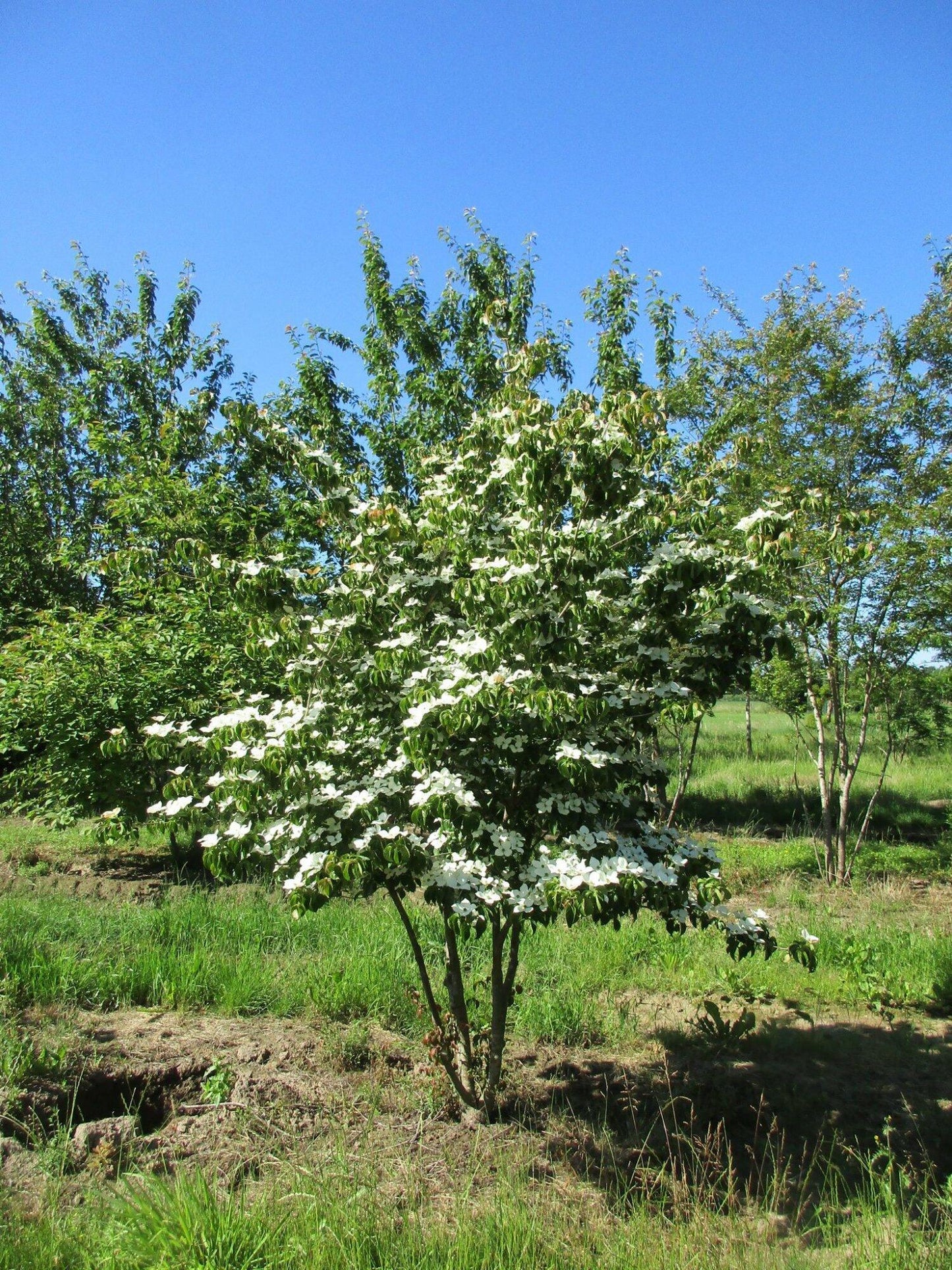 Cornus Kousa Multi Stem - View 9 from www redcrocus com
