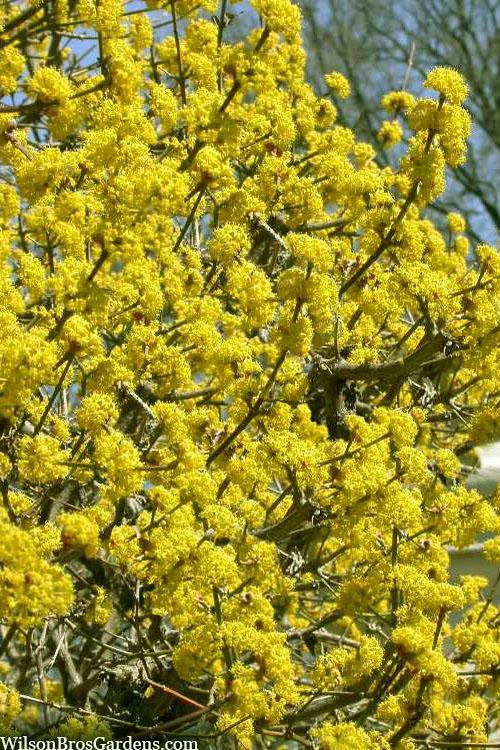 Cornus Mas 'saffron Sentinel' Multi Stem - View 12 from www redcrocus com
