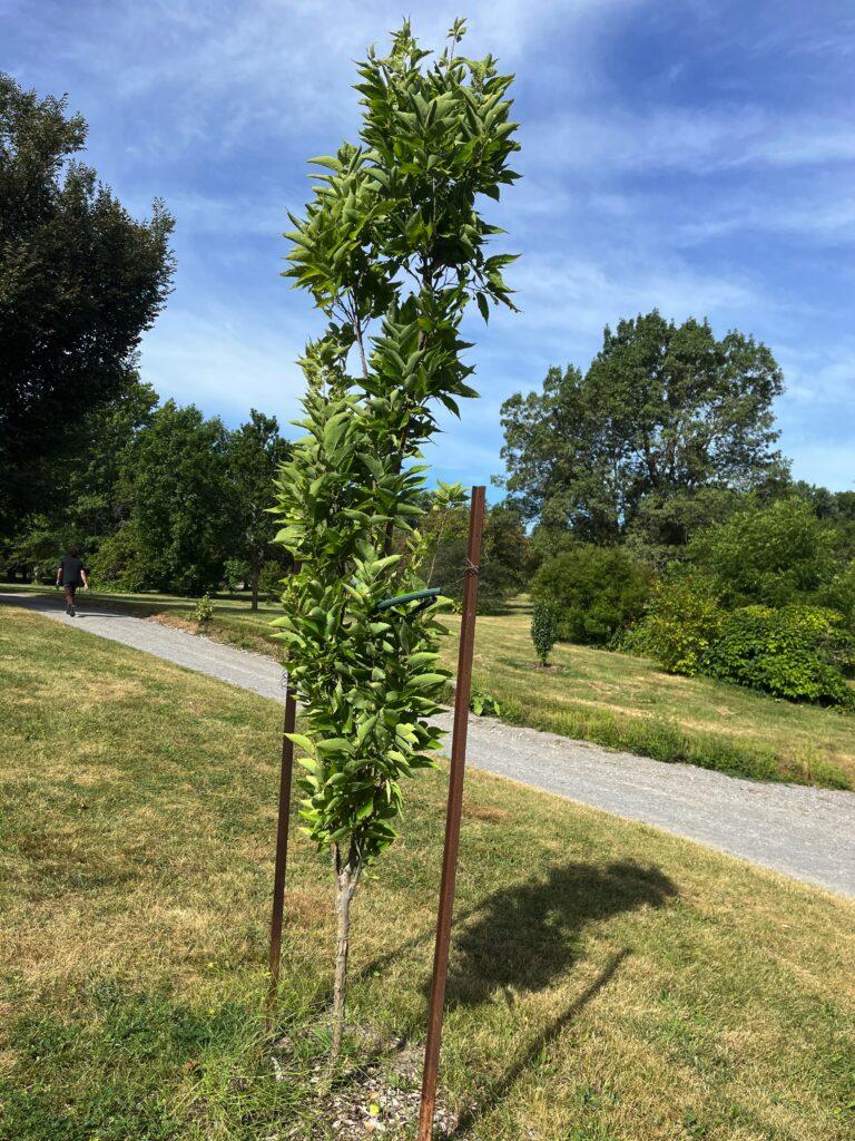 Cornus Mas 'saffron Sentinel' Multi Stem - View 13 from www redcrocus com
