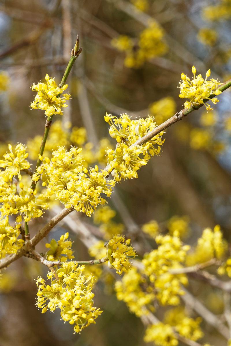 Cornus Mas 'saffron Sentinel' Multi Stem - View 15 from www redcrocus com