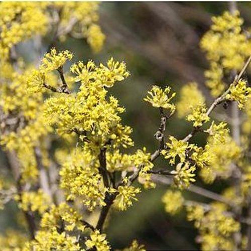 Cornus Mas 'saffron Sentinel' Multi Stem - View 16 from www redcrocus com