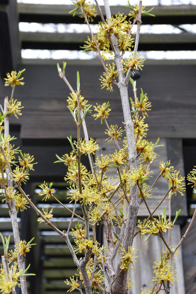 Cornus Mas 'saffron Sentinel' Multi Stem - View 17 from www redcrocus com