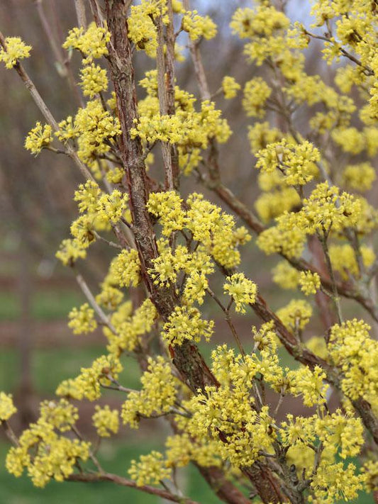 Cornus Mas 'saffron Sentinel' Multi Stem - View 1 from www redcrocus com