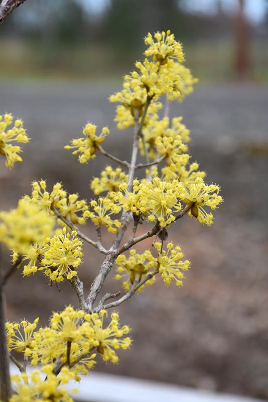 Cornus Mas 'saffron Sentinel' Multi Stem - View 23 from www redcrocus com