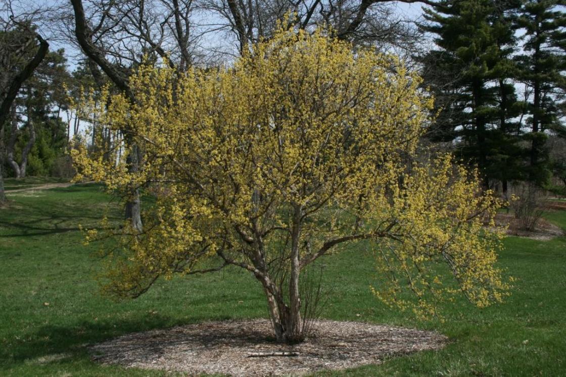 Cornus Mas 'saffron Sentinel' Multi Stem - View 24 from www redcrocus com