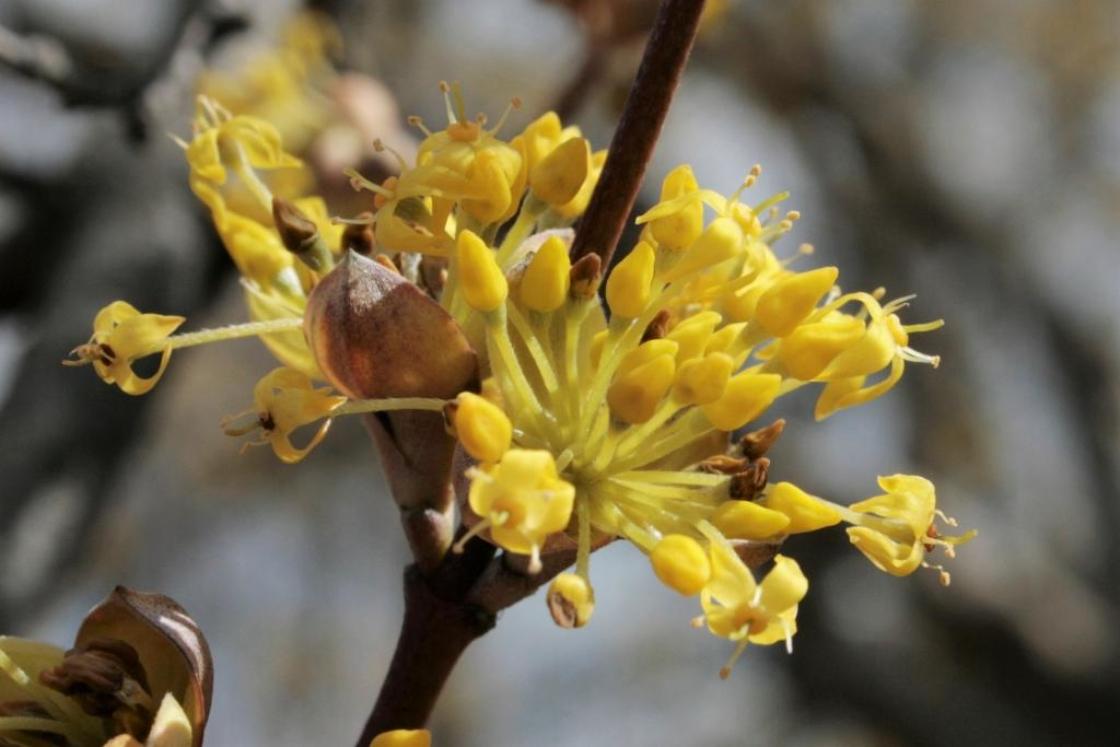 Cornus Mas 'saffron Sentinel' Multi Stem - View 25 from www redcrocus com