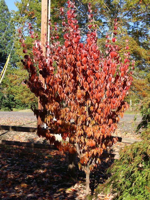 Cornus Mas 'saffron Sentinel' Multi Stem - View 2 from www redcrocus com