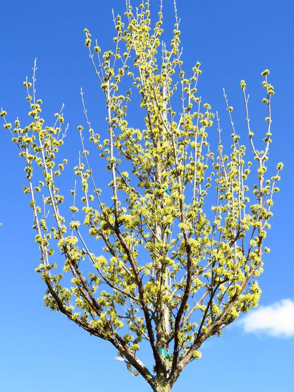 Cornus Mas 'saffron Sentinel' Multi Stem - View 3 from www redcrocus com
