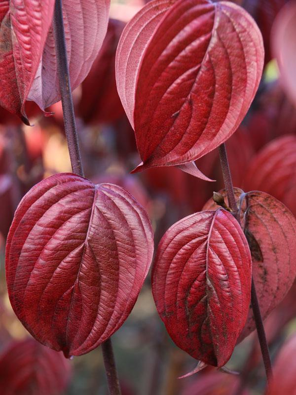 Cornus Mas 'saffron Sentinel' Multi Stem - View 4 from www redcrocus com