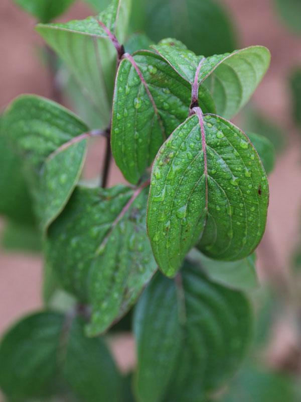 Cornus Mas 'saffron Sentinel' Multi Stem - View 5 from www redcrocus com