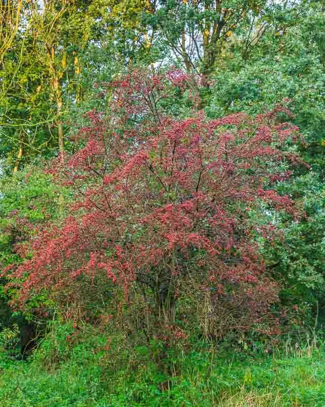 Crataegus Crus Galli - View 13 from www redcrocus com