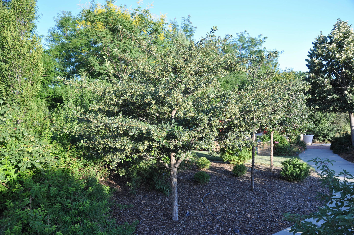 Crataegus Crus Galli - View 19 from www redcrocus com