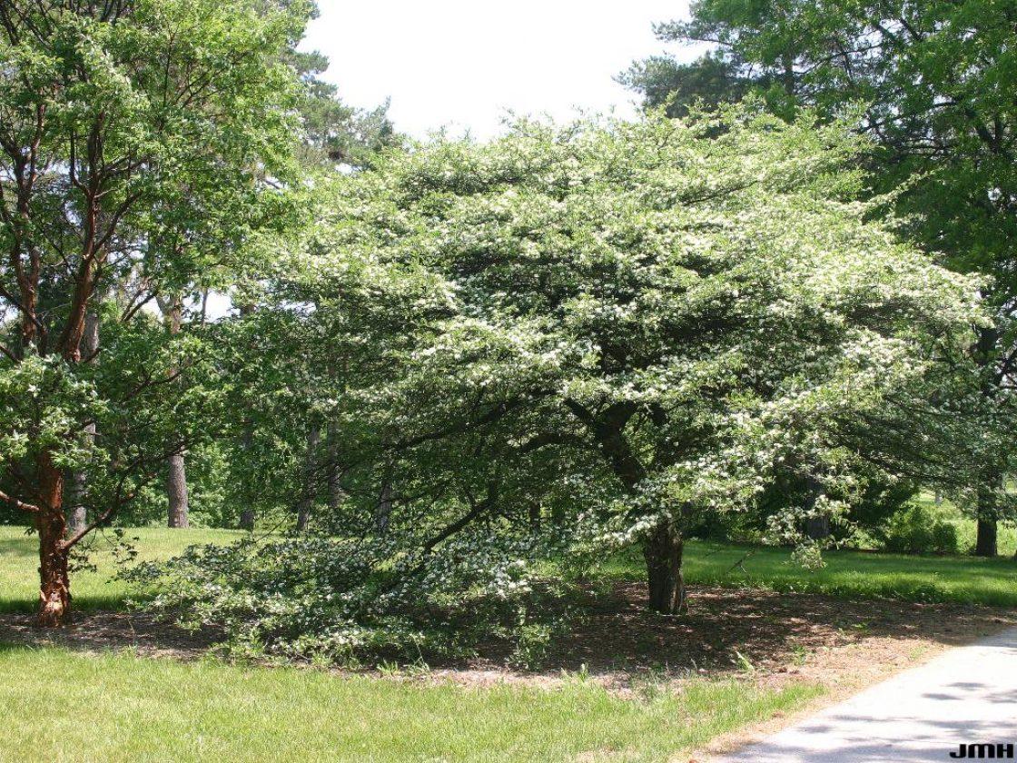 Crataegus Crus Galli - View 20 from www redcrocus com