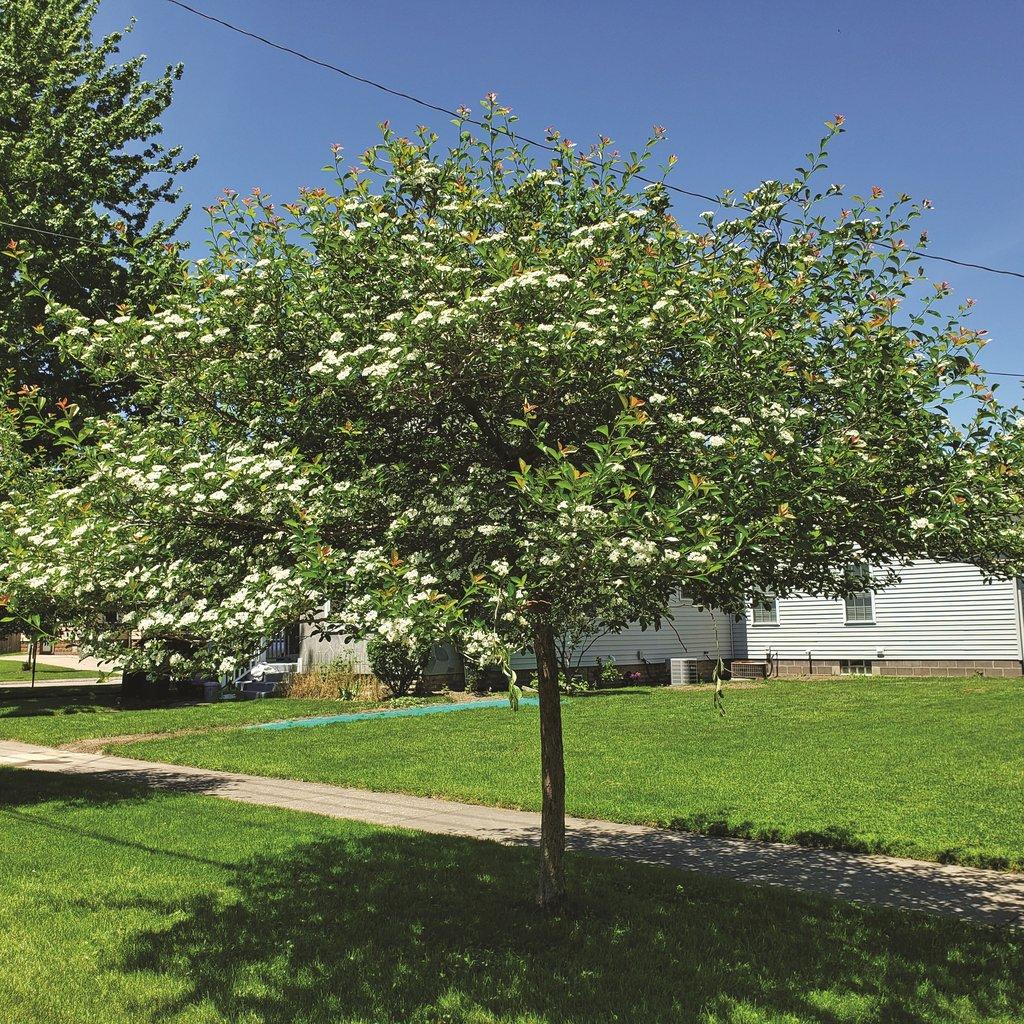 Crataegus Crus Galli - View 21 from www redcrocus com