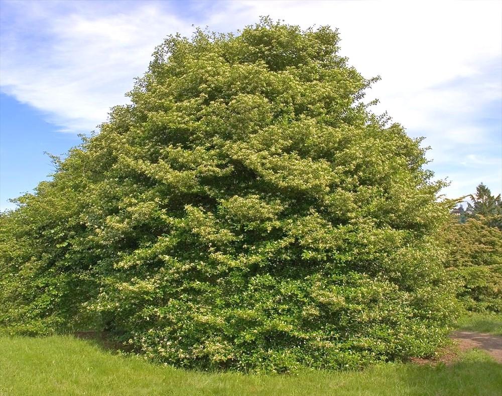 Crataegus Crus Galli - View 22 from www redcrocus com