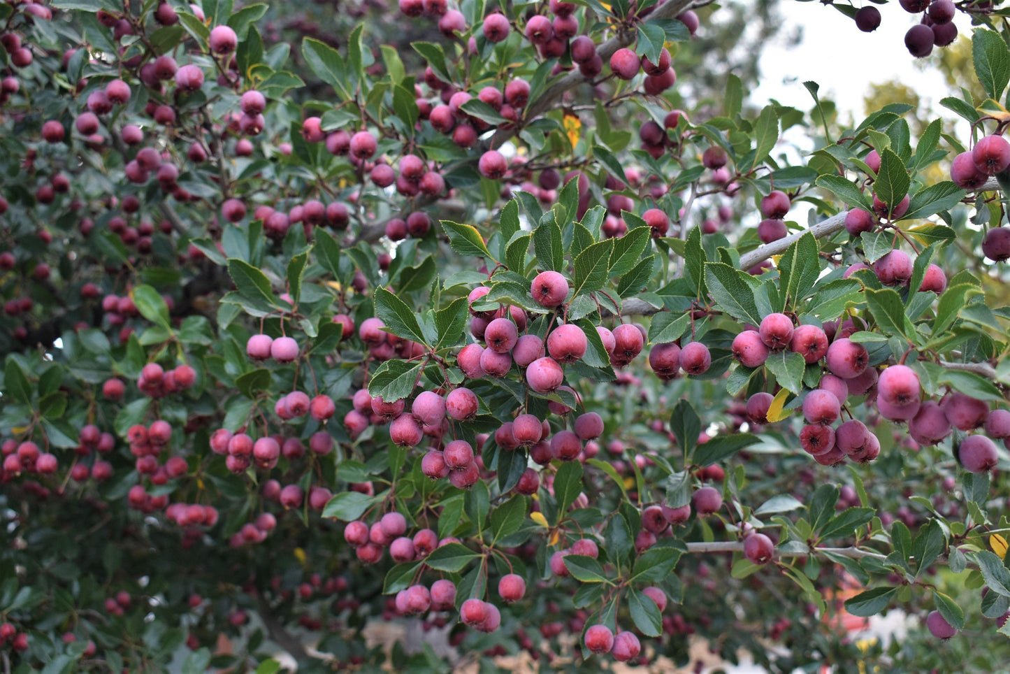 Crataegus Crus Galli - View 24 from www redcrocus com