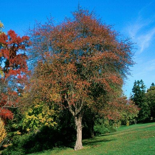 Crataegus Crus Galli - View 27 from www redcrocus com