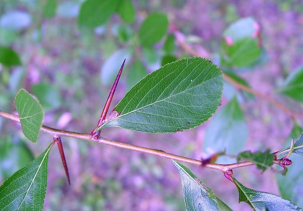 Crataegus Crus Galli - View 6 from www redcrocus com