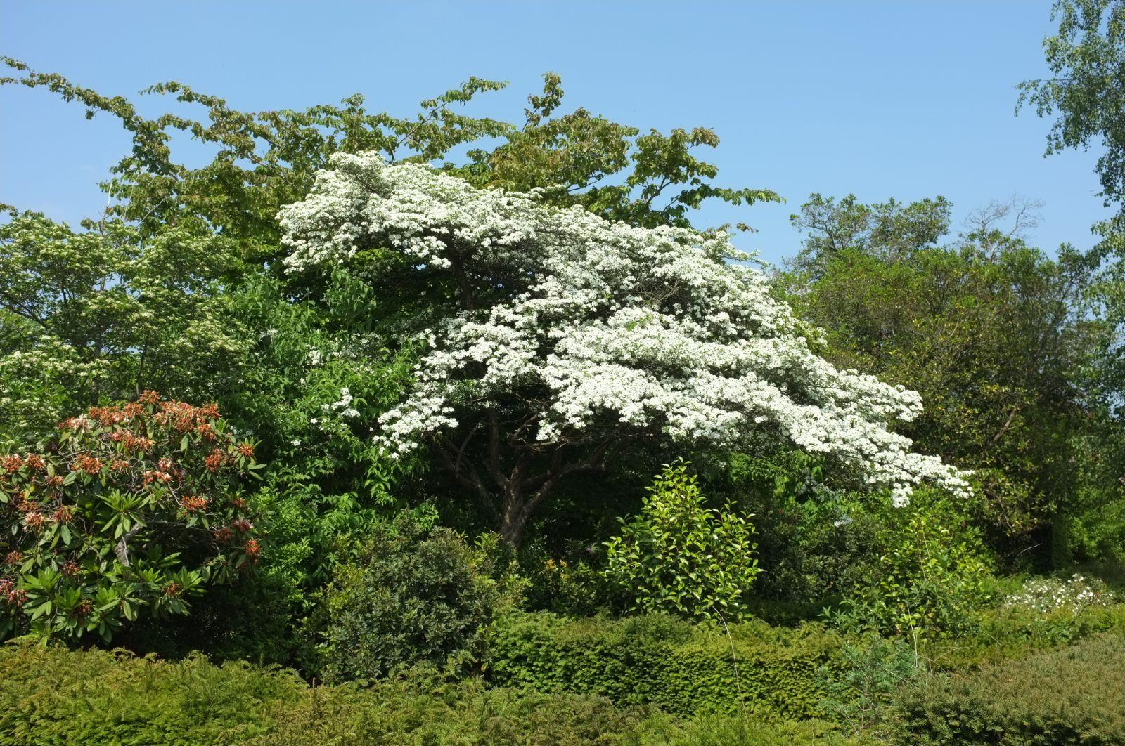 Crataegus Crus Galli - View 7 from www redcrocus com
