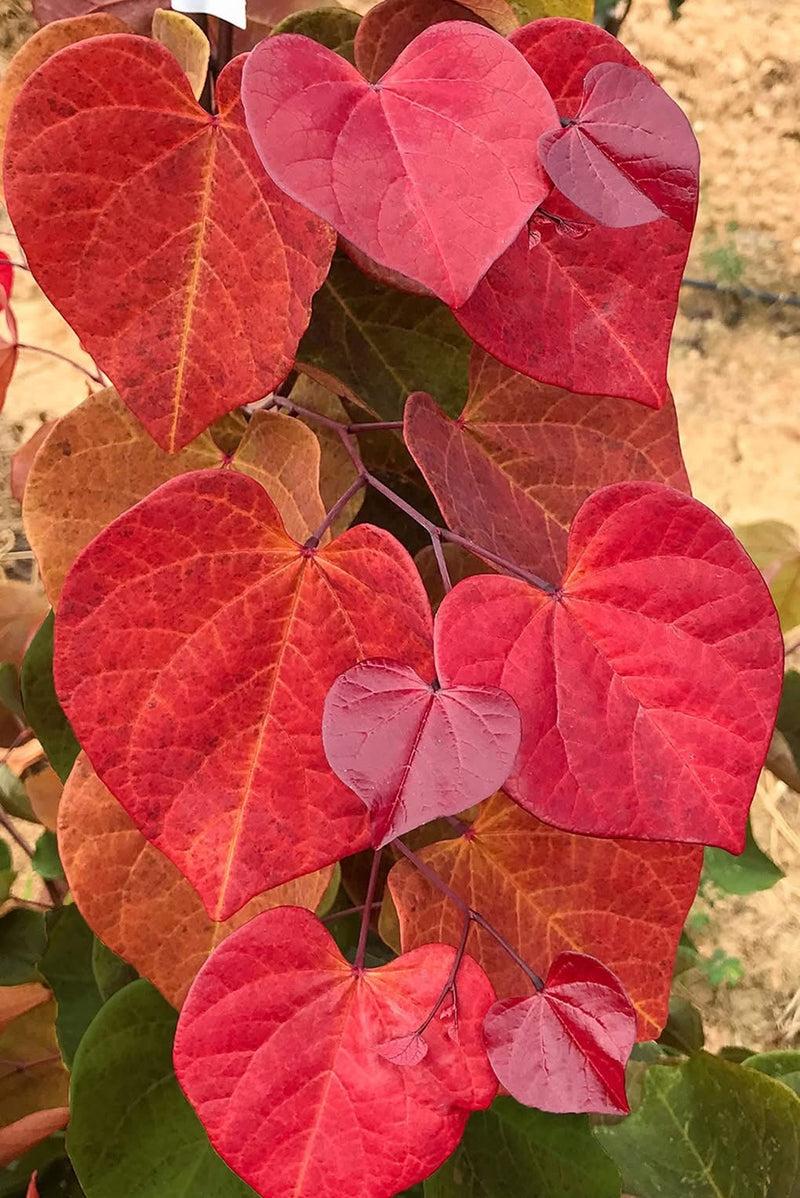 Cercis Canadensis 'hearts A'fire' Single Stem - View 12 from www redcrocus com