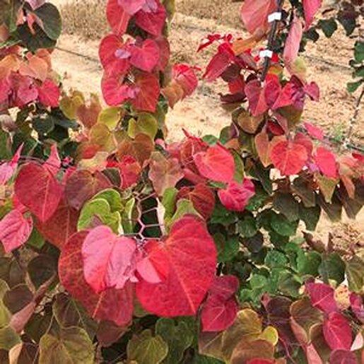 Cercis Canadensis 'hearts A'fire' Single Stem - View 13 from www redcrocus com