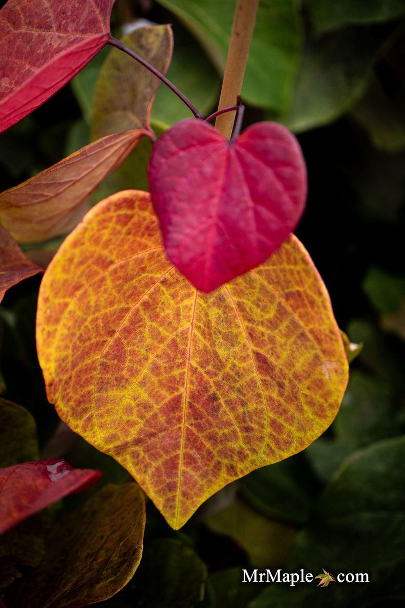 Cercis Canadensis 'hearts A'fire' Single Stem - View 14 from www redcrocus com