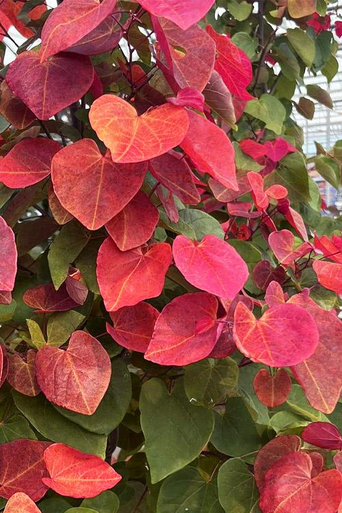 Cercis Canadensis 'hearts A'fire' Single Stem - View 15 from www redcrocus com