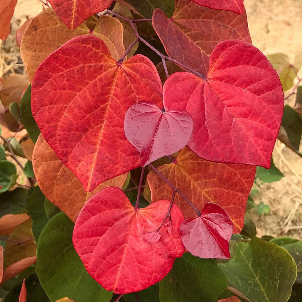 Cercis Canadensis 'hearts A'fire' Single Stem - View 17 from www redcrocus com