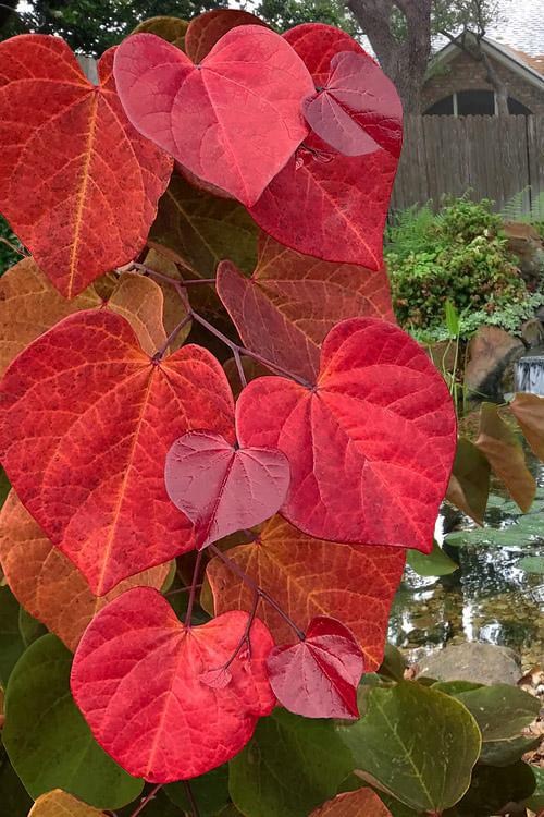 Cercis Canadensis 'hearts A'fire' Single Stem - View 19 from www redcrocus com
