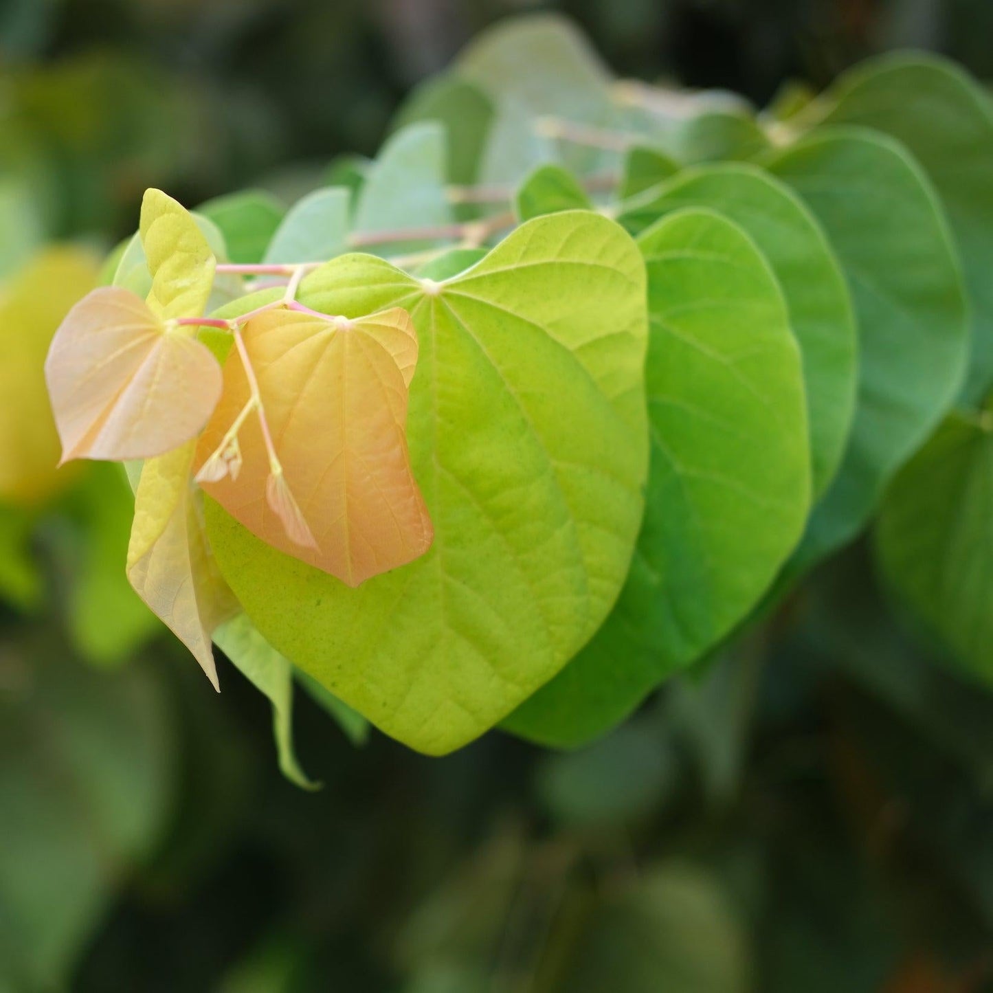 Cercis Canadensis 'hearts A'fire' Single Stem - View 20 from www redcrocus com