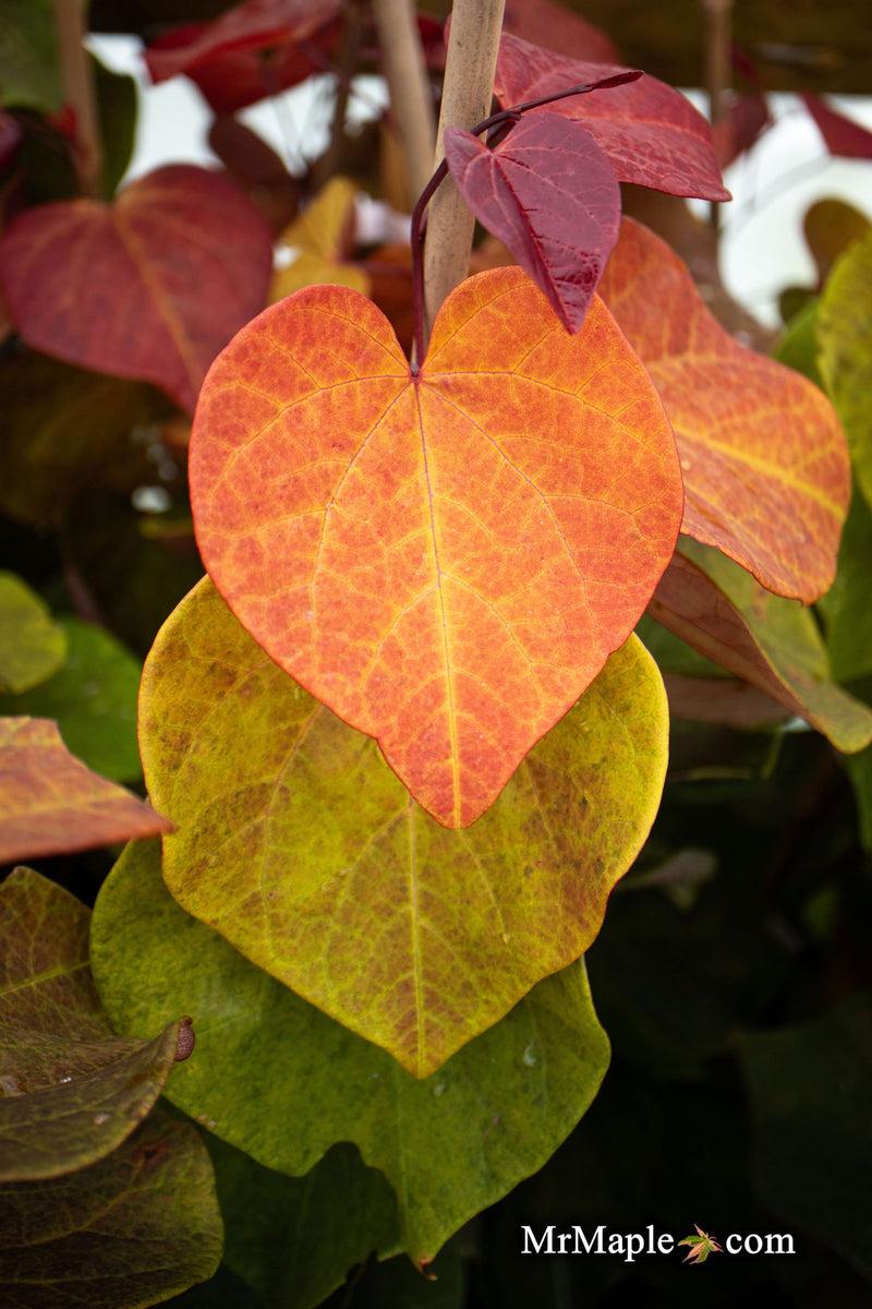 Cercis Canadensis 'hearts A'fire' Single Stem - View 21 from www redcrocus com